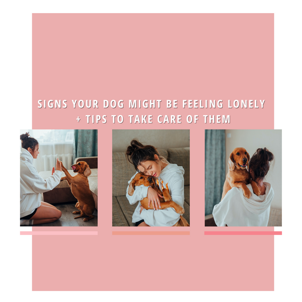 Signs Your Dog Might Be Feeling Lonely + Tips to Take  Care of Them