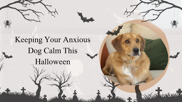 Keeping Your Anxious Dog Calm This Halloween