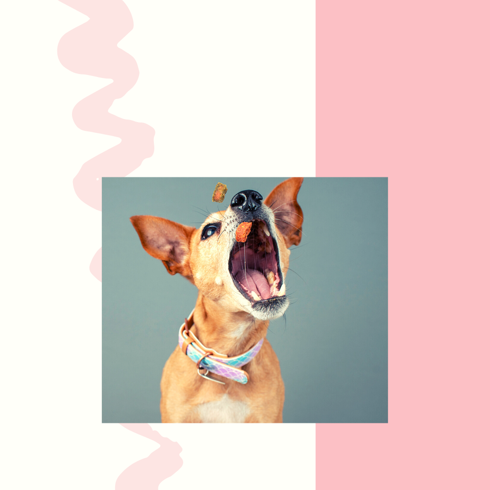 Homemade Dog Treats
