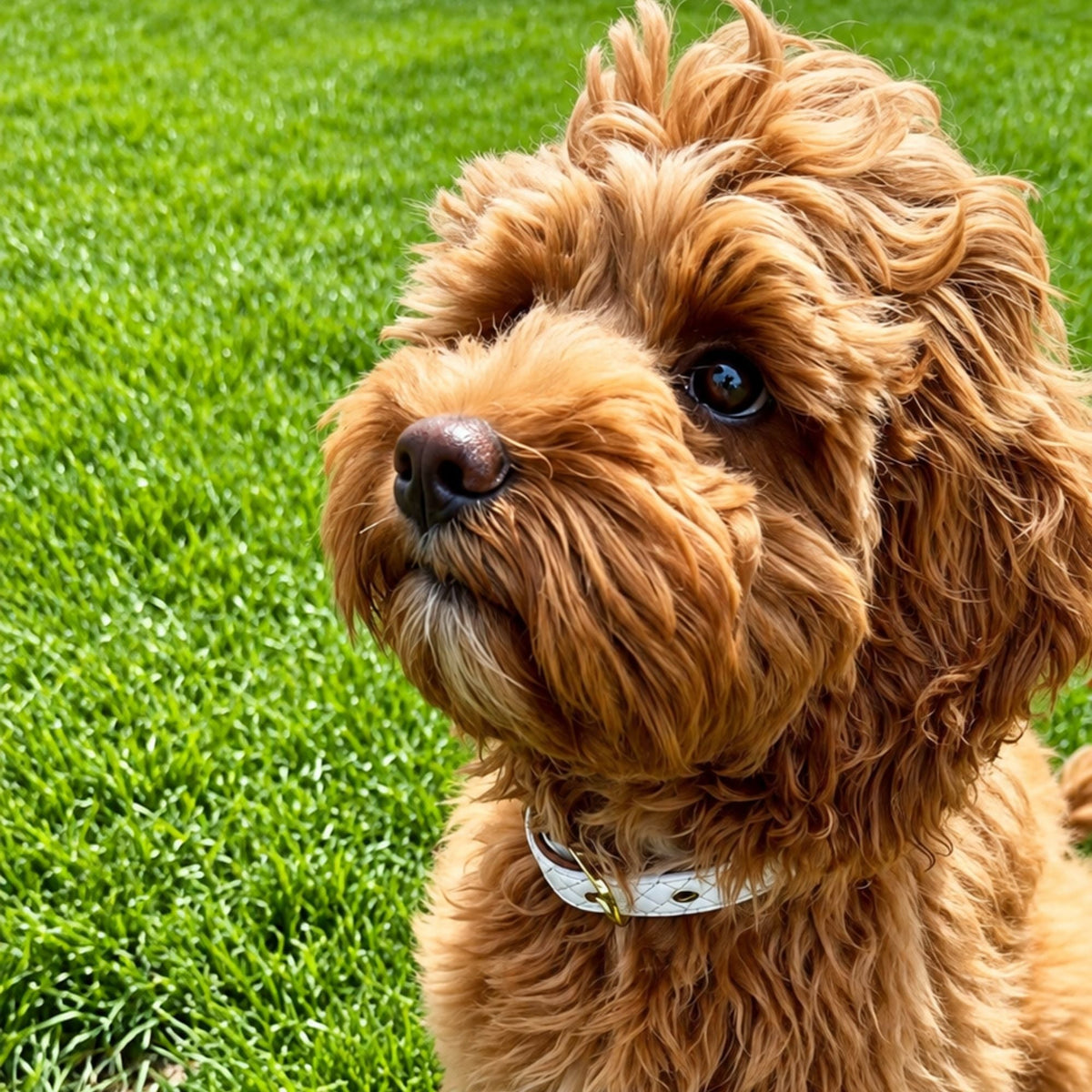 Meet Marlowe: The Puppy Who Stole Our Hearts