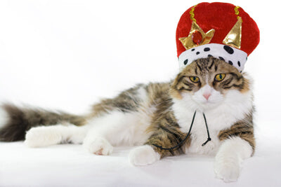 Famous (& Infamous!) Cats through the Ages