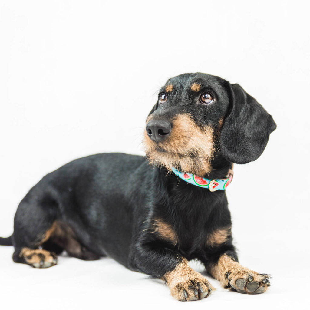FriendshipCollar Reps: Kristina & Snoopy