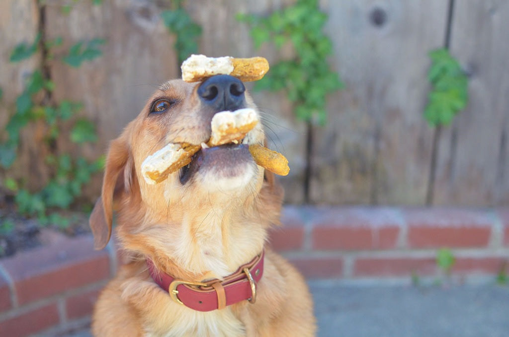 Tricks & Treats for Your BFF