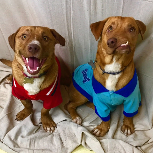 Luvable & Looking For My Dog-Mom!