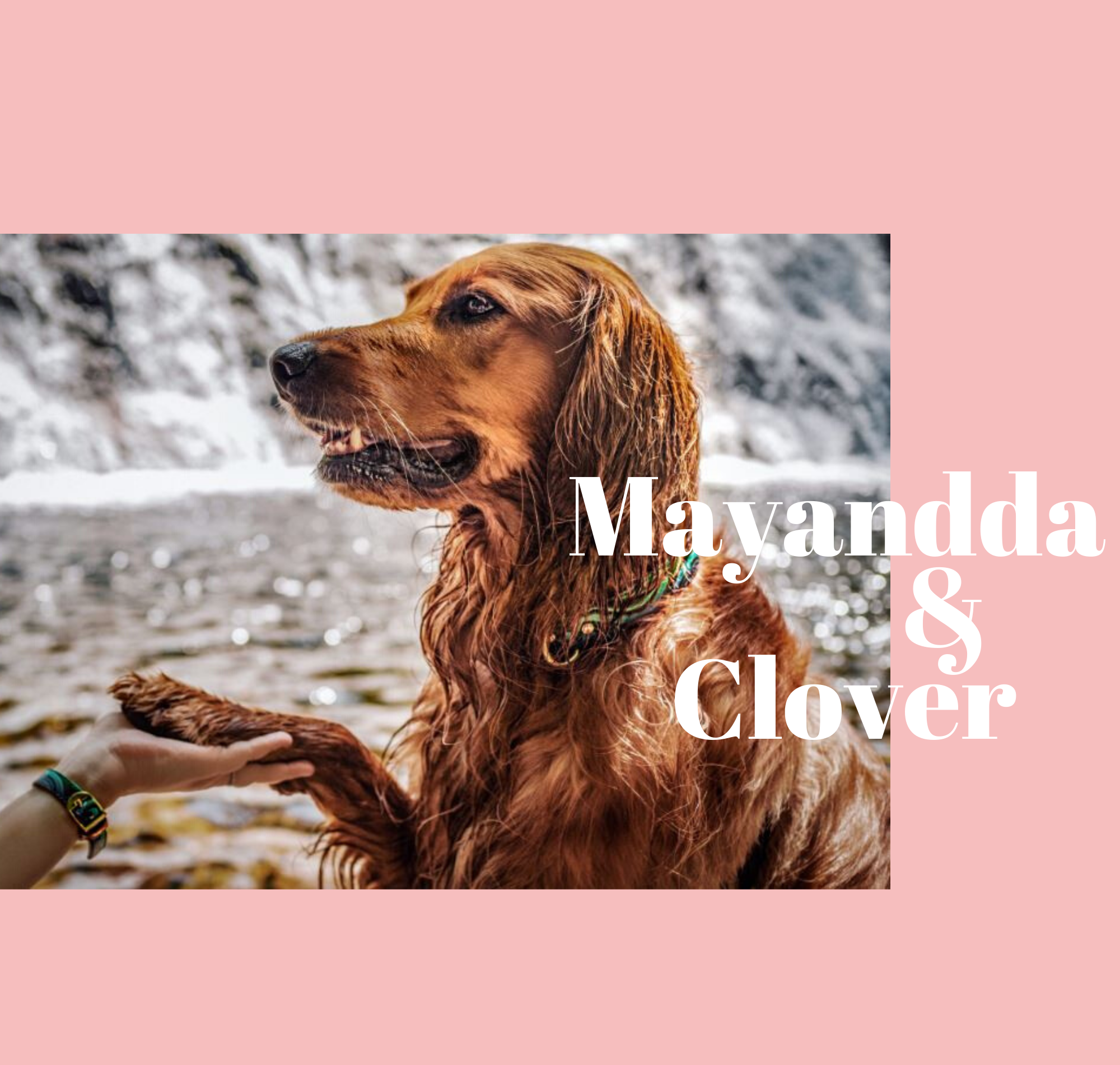 Mayannda & Clover