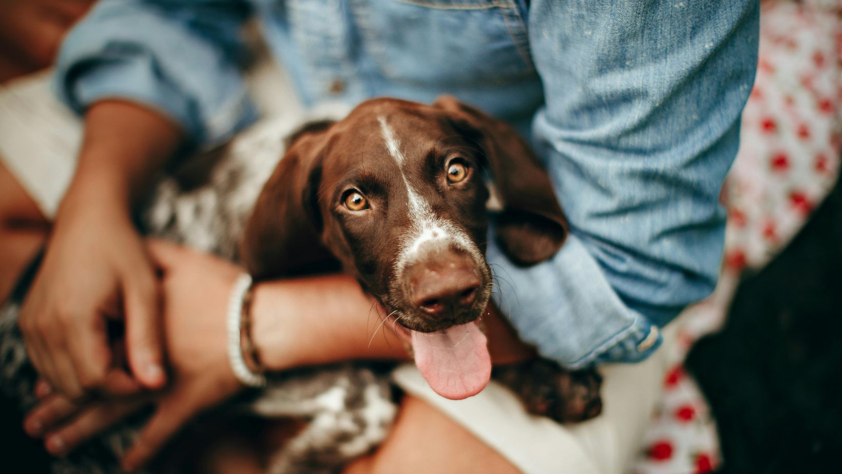 Opening Your Heart and Home to a Senior Dog