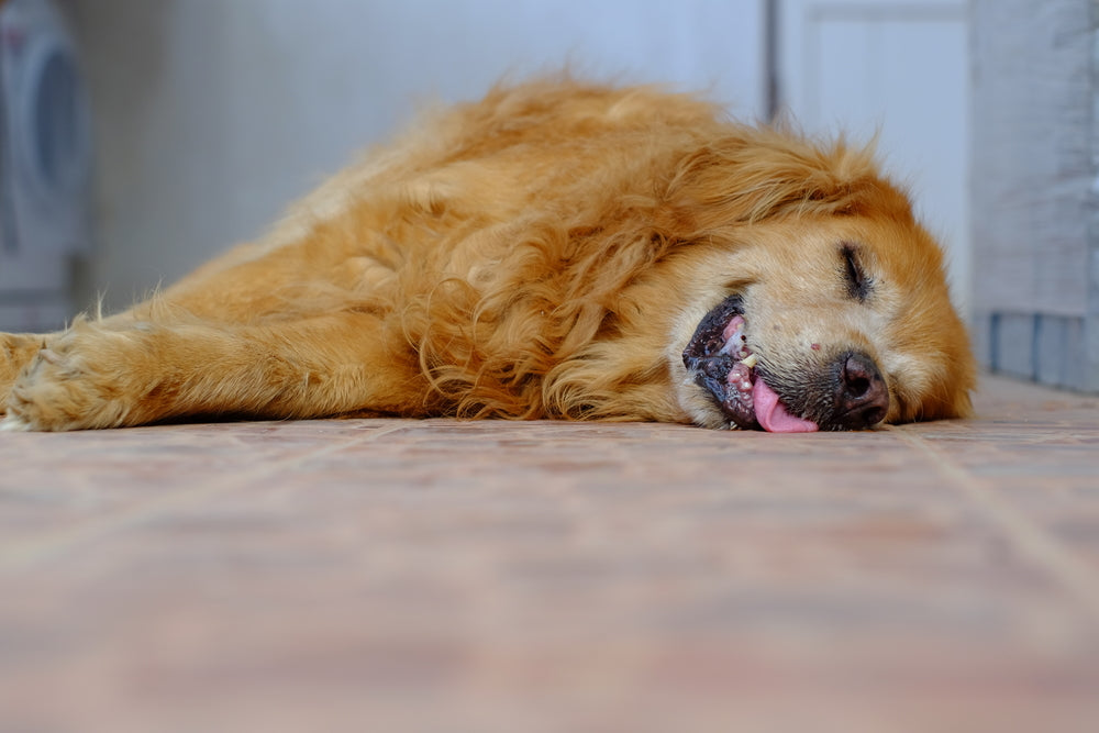 Puppy Dreams Uncovered!