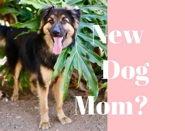 Becoming A Dog Mom For The First Time