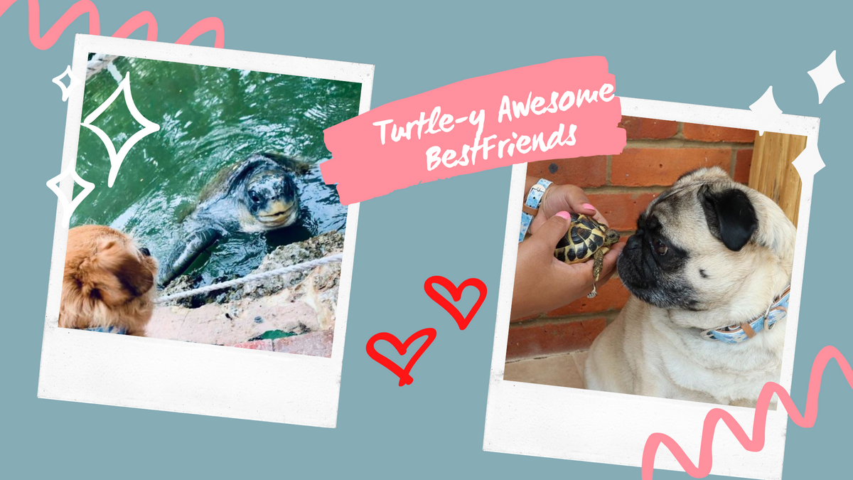Turtle-y Awesome Best Friends ️