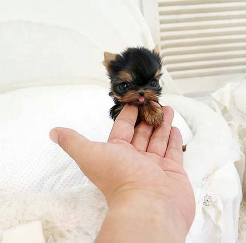 Teeny Tiny Puppers that Will Make You Smile