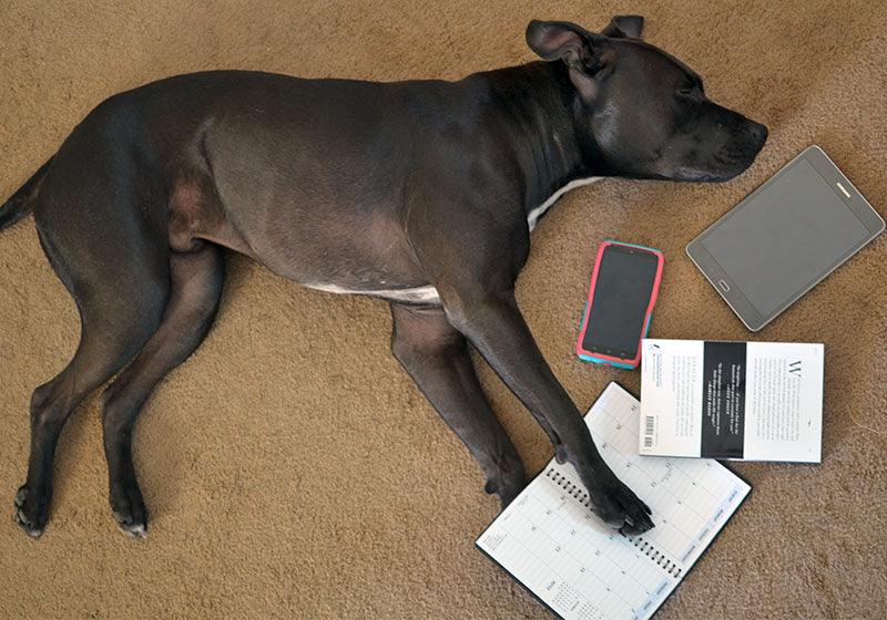 Things You’ll Miss Most about Your Pup When You Leave for College