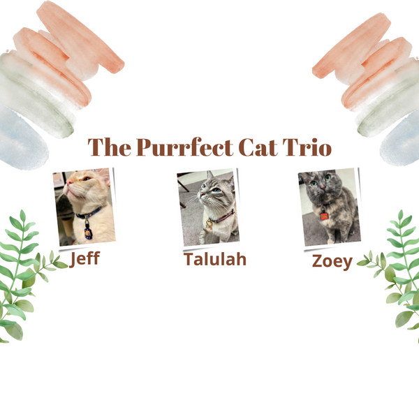 The Purrfect Cat Trio