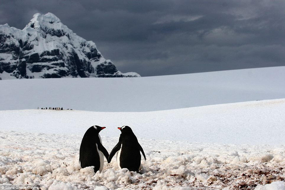 Animals in Like & in LOVE