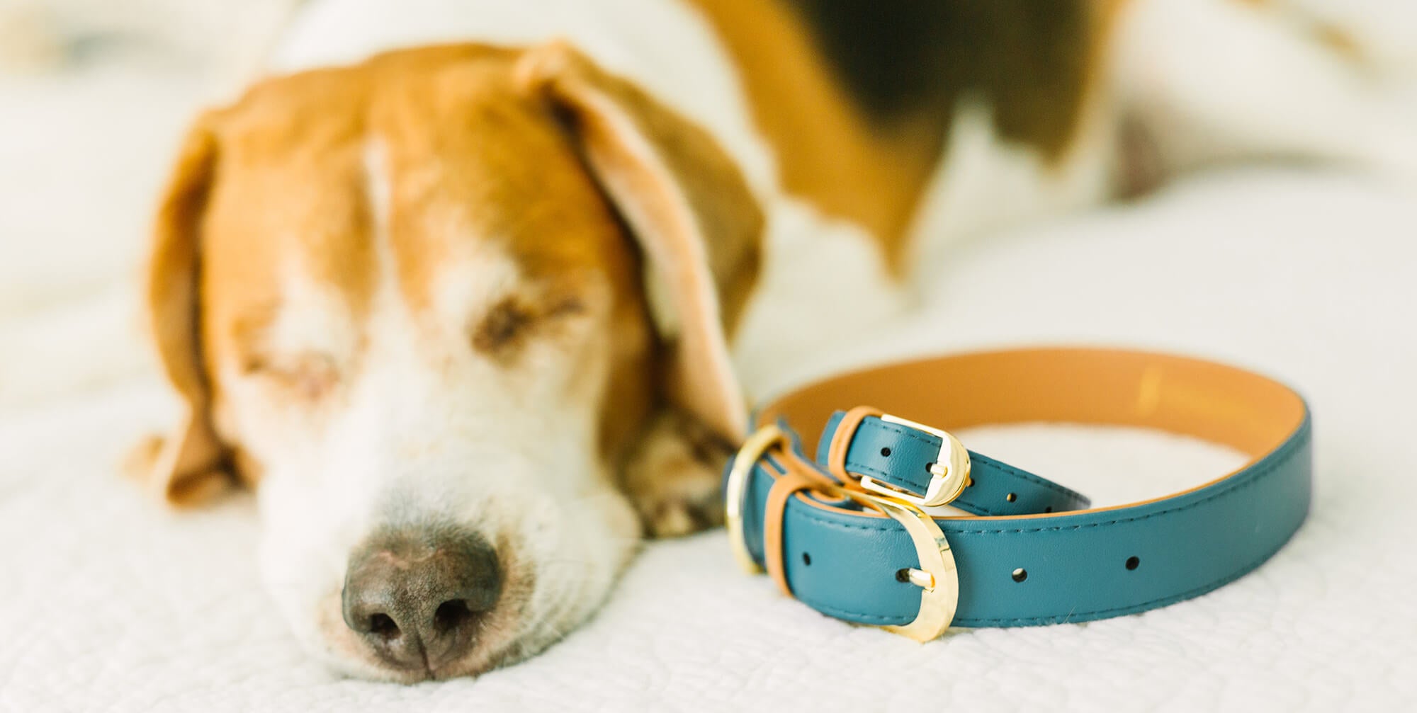 FriendshipCollar Reps: Brittany & Copper