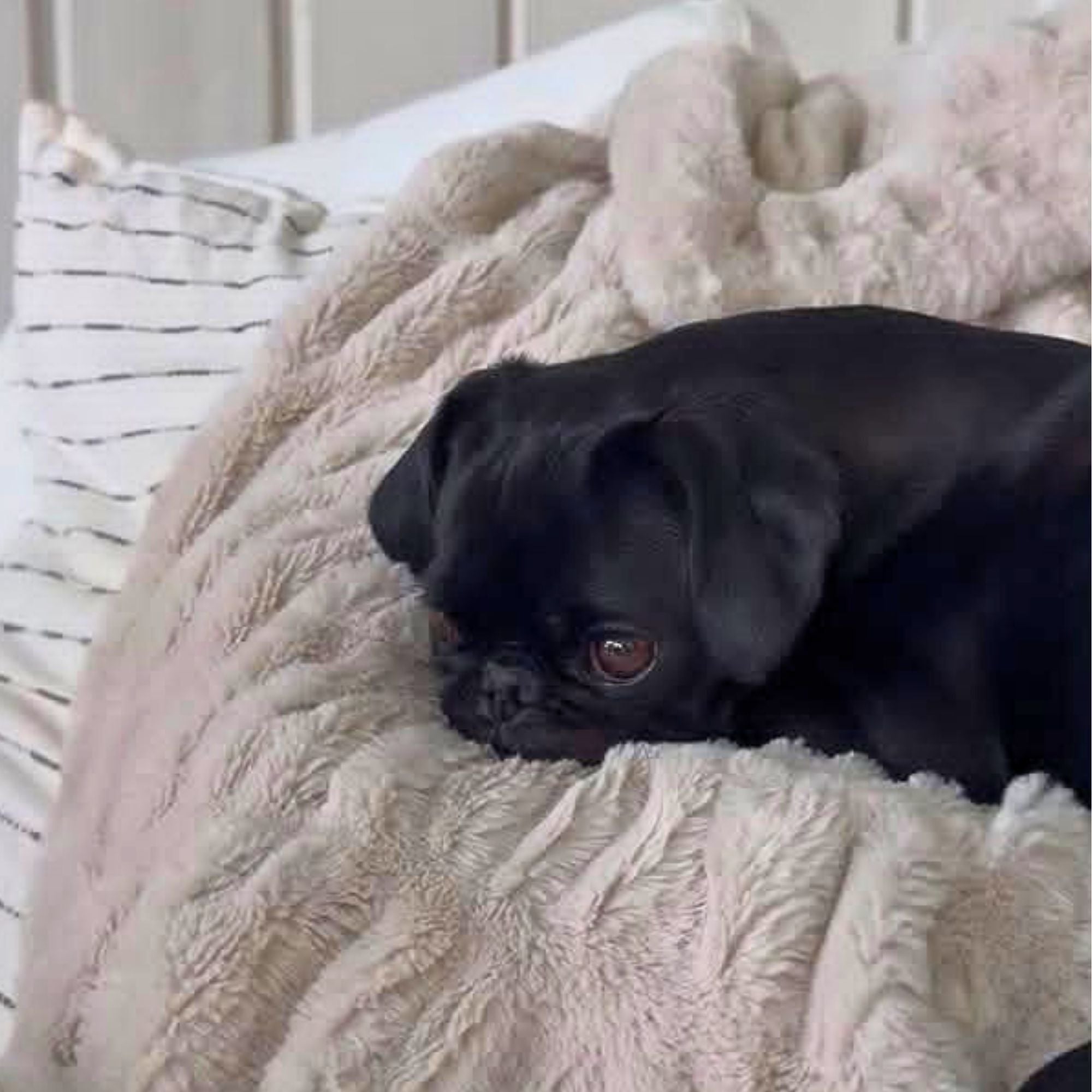 Meet Bean: The Little Pug with a Big Personality
