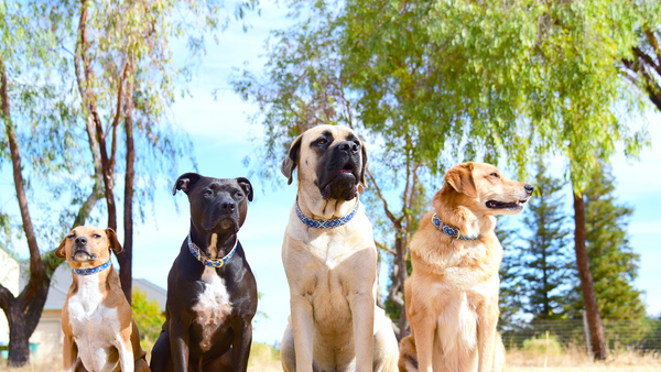 Top 5 Dog Breeds for Active Lifestyles: Find Your Perfect Companion