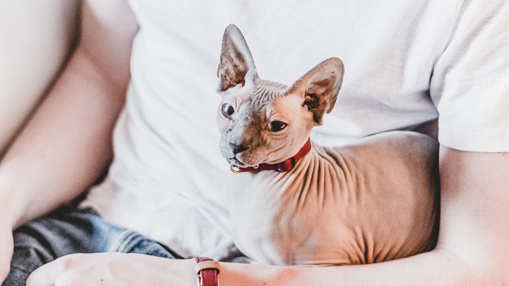 😺 Solving Common Cat Problems: From Scratching to Anxiety! 🐾