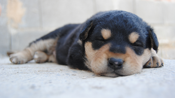 Do Dogs Dream? Unlocking the Canine Sleep Secrets