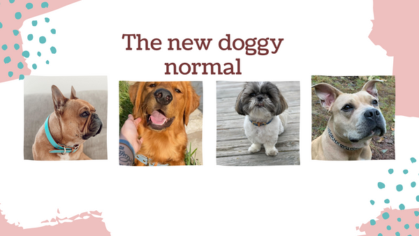 The new doggy normal – FriendshipCollar