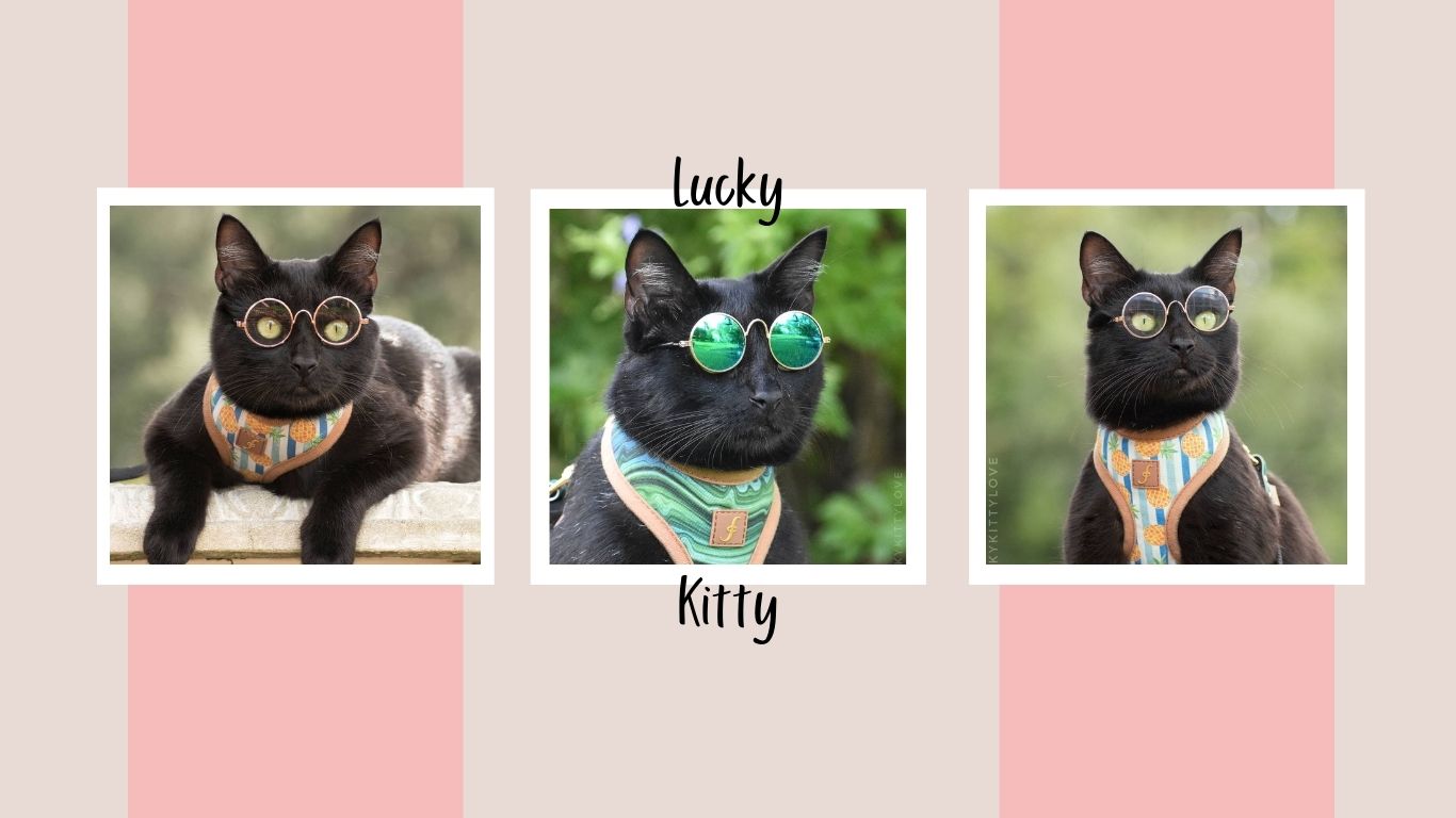 Lucky Kitty