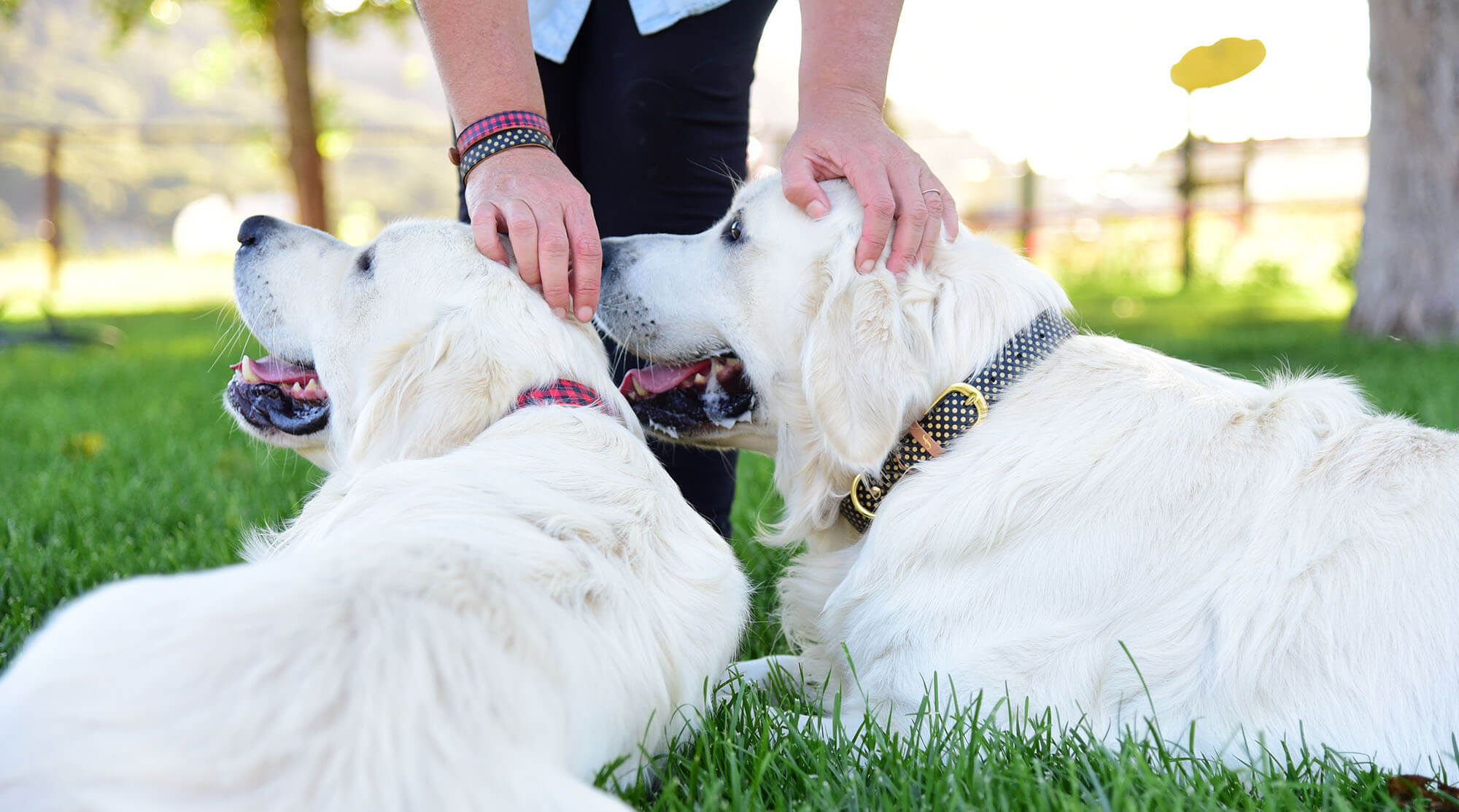 Tamlyn, Gus & Tucker