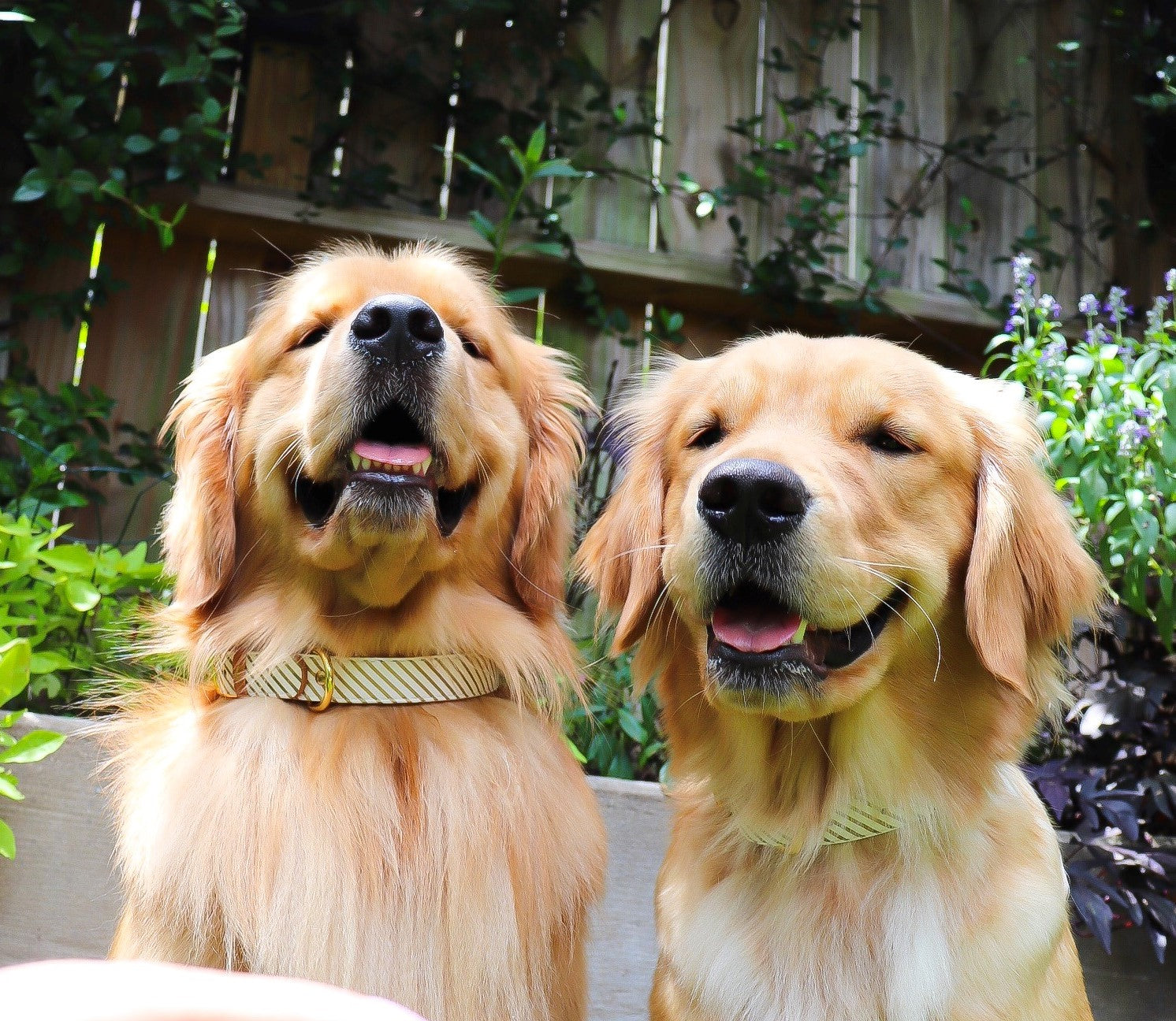 Christa, Molson, & Maple