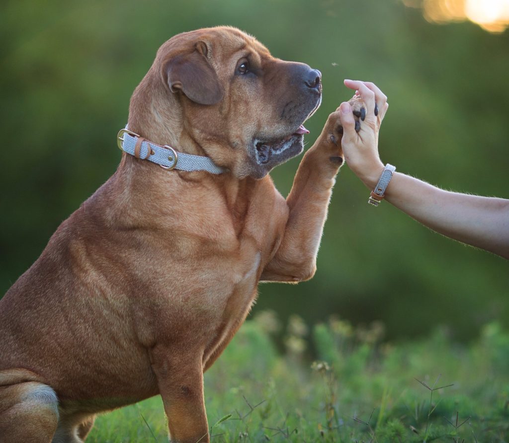 Terrific Tricks to Teach your Pup