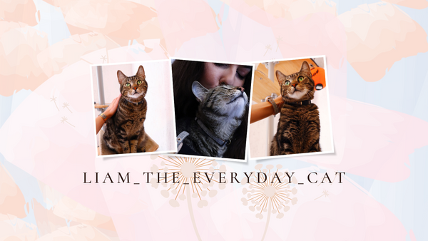 Liam_The_Everyday_Cat