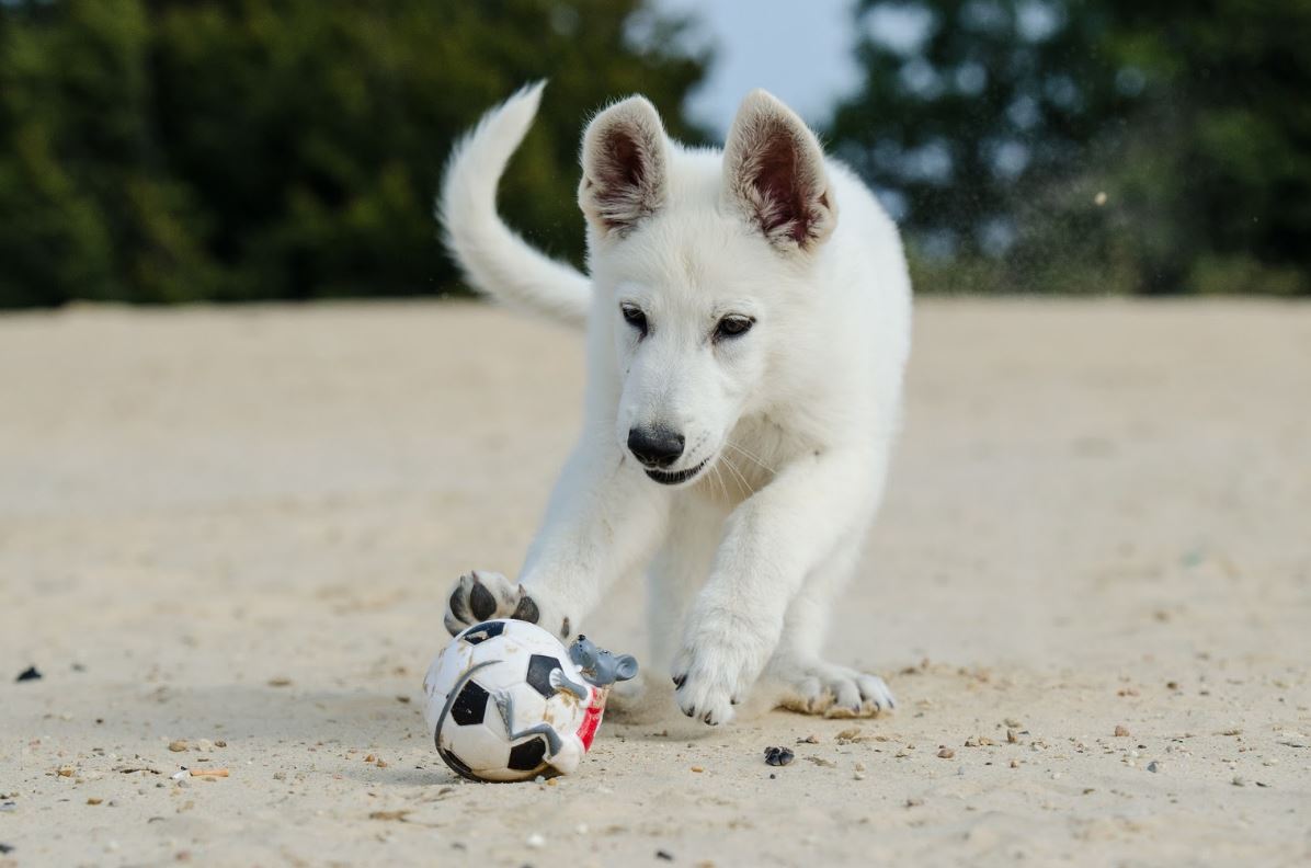 Planning a Beach Trip with Your Fur Baby