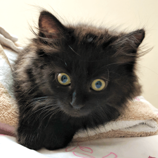 FC Feeds Rescues: Michigan Kitten Edition!