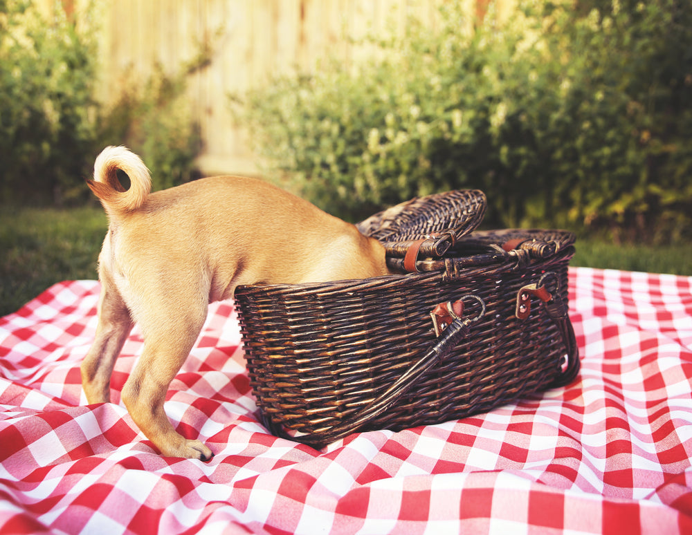 Healthy Pup Picnic Snacks