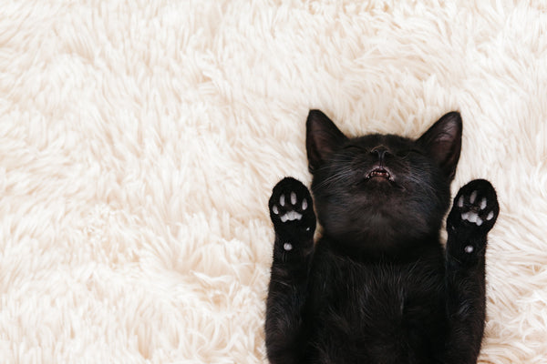 Cool Facts about Black Cats