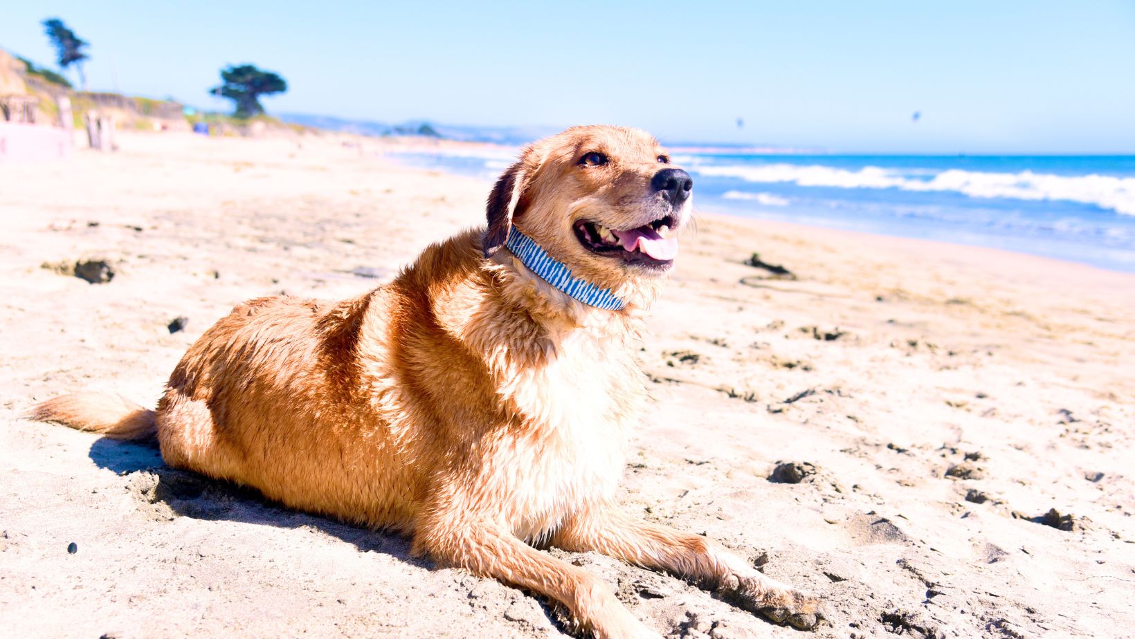 Planning a summer vacation with your dog