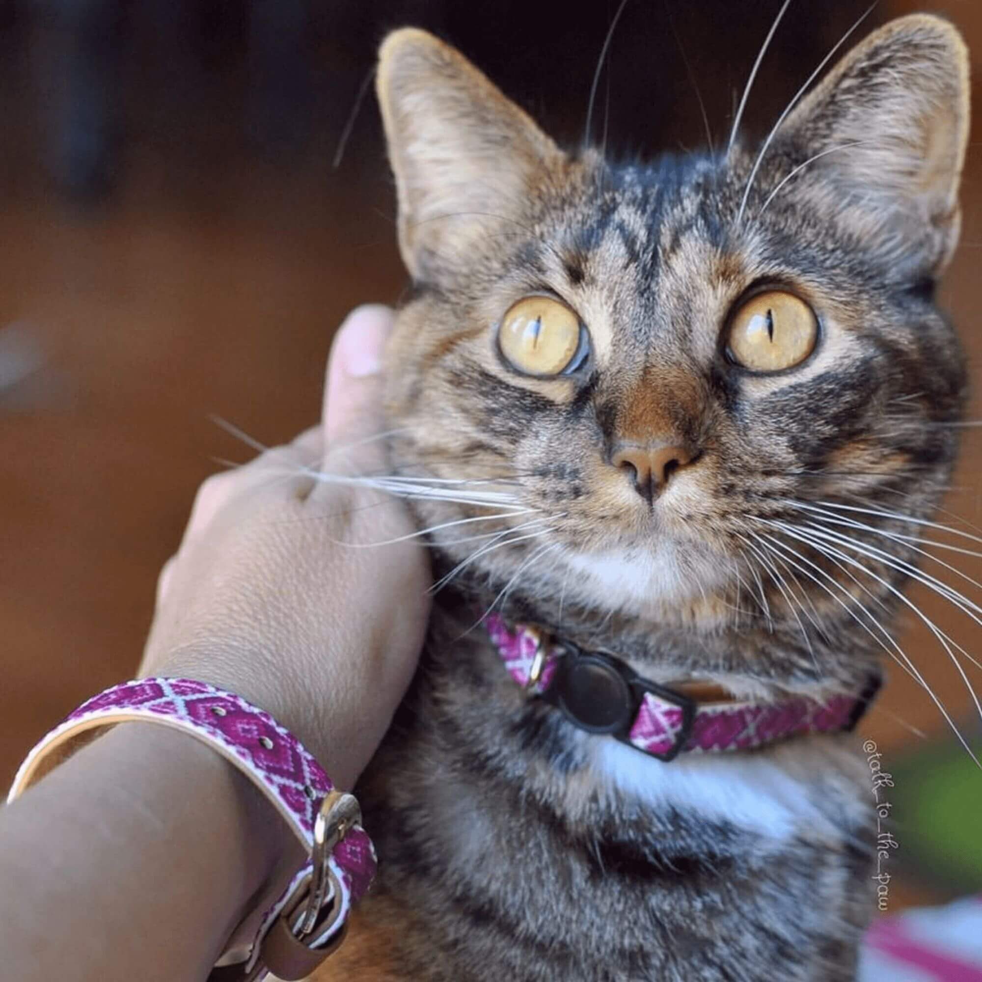 Miss Purrfect