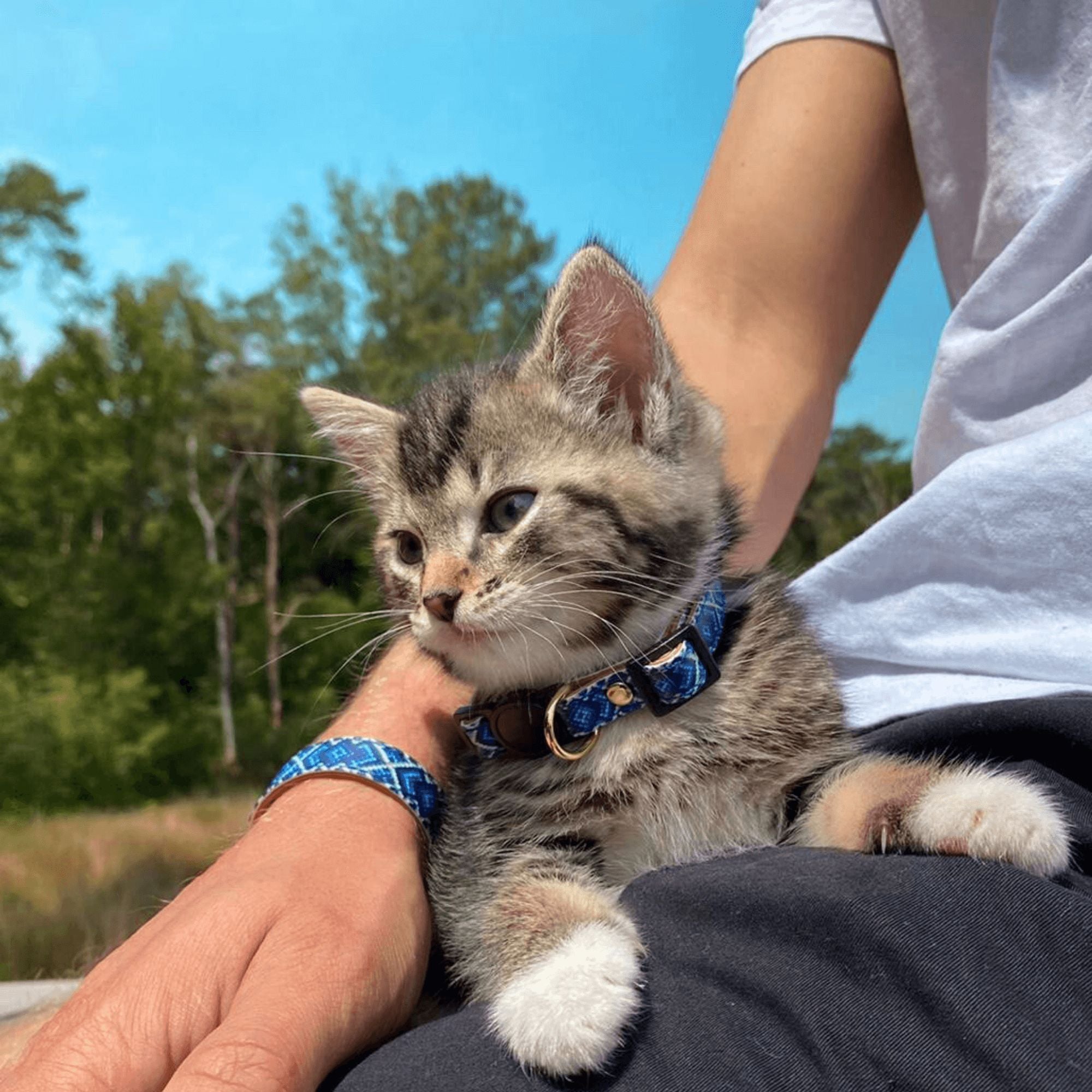 Mr Purrfect