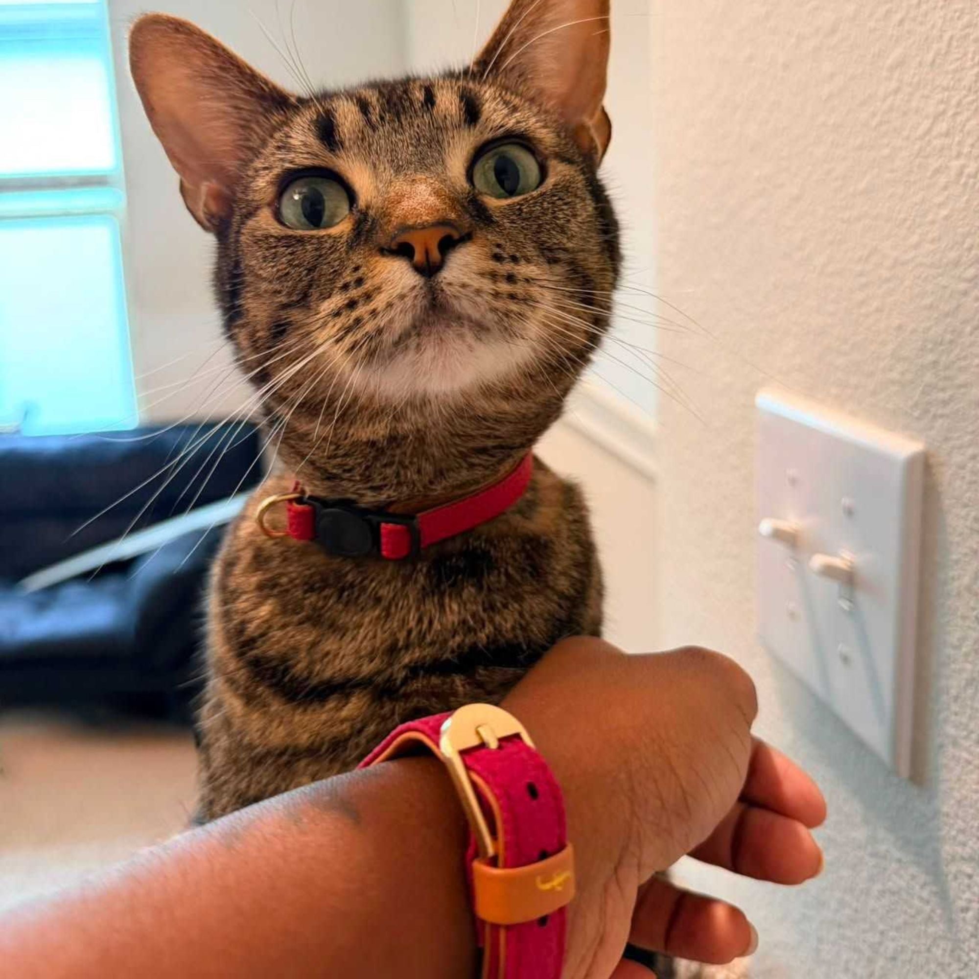 Raspberry Crush - Cat