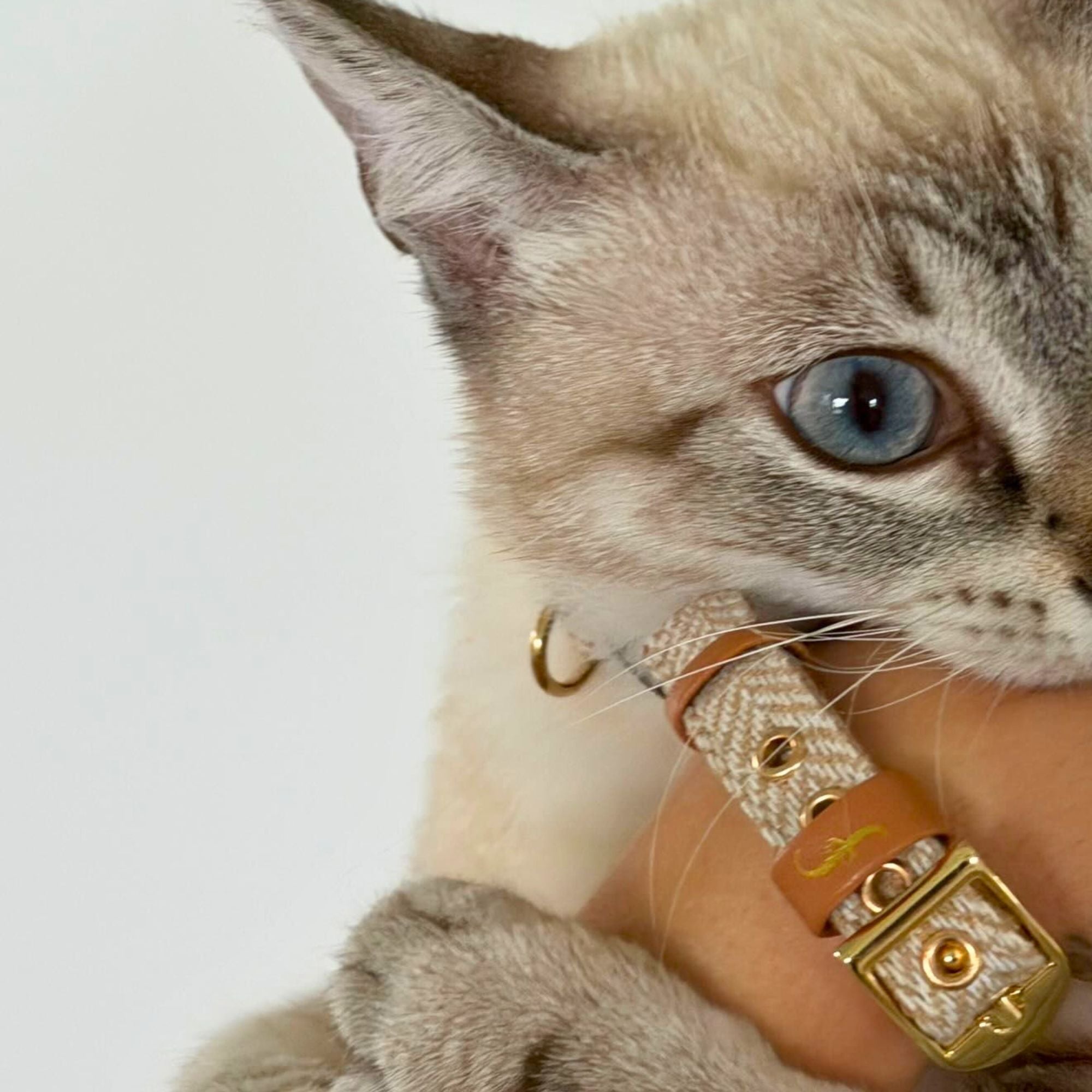 Herringbone Classic - Sand Dune - Cat