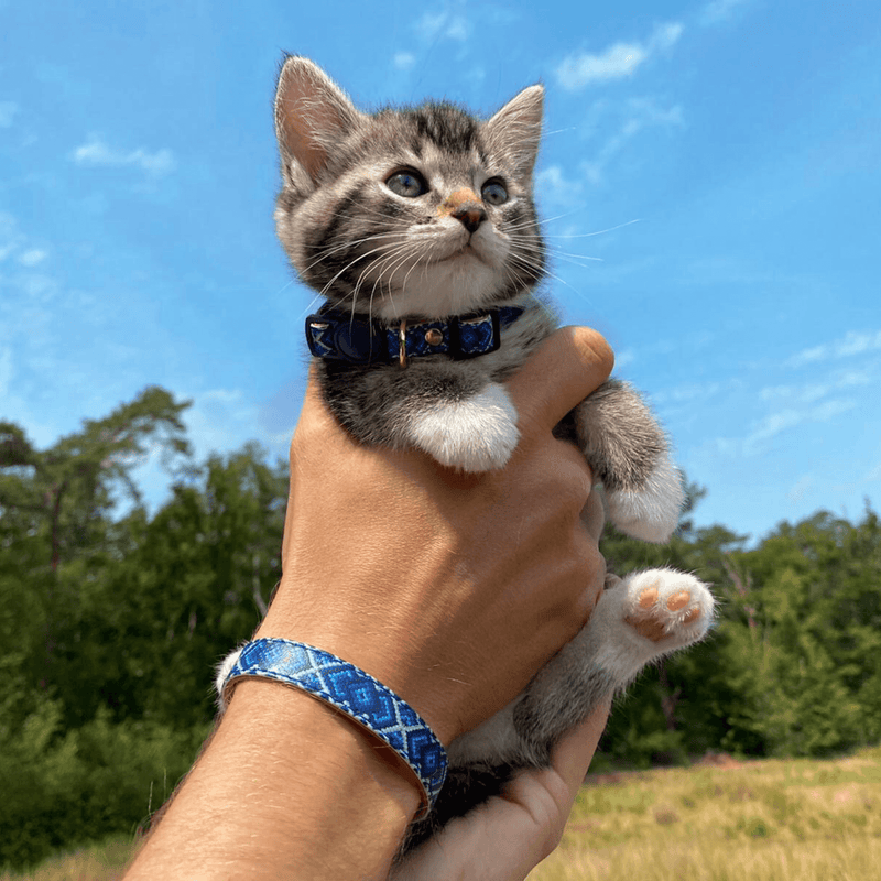 Matching cat sales collar and bracelet