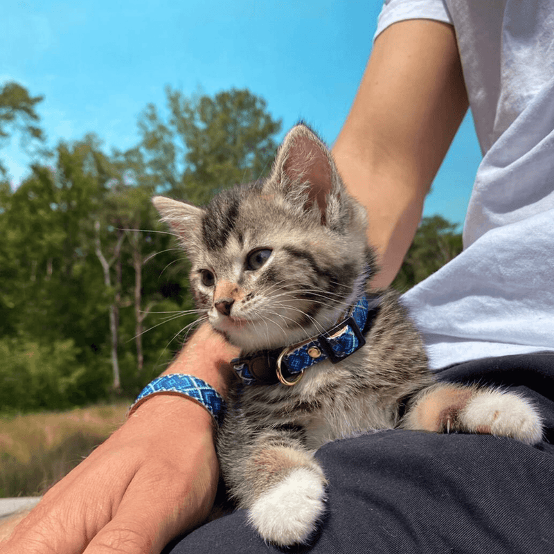 Mr Purrfect FriendshipCollar