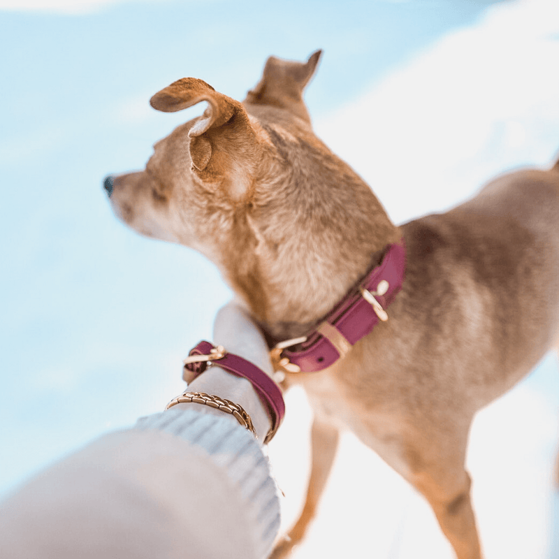 The hot sale friendship collar