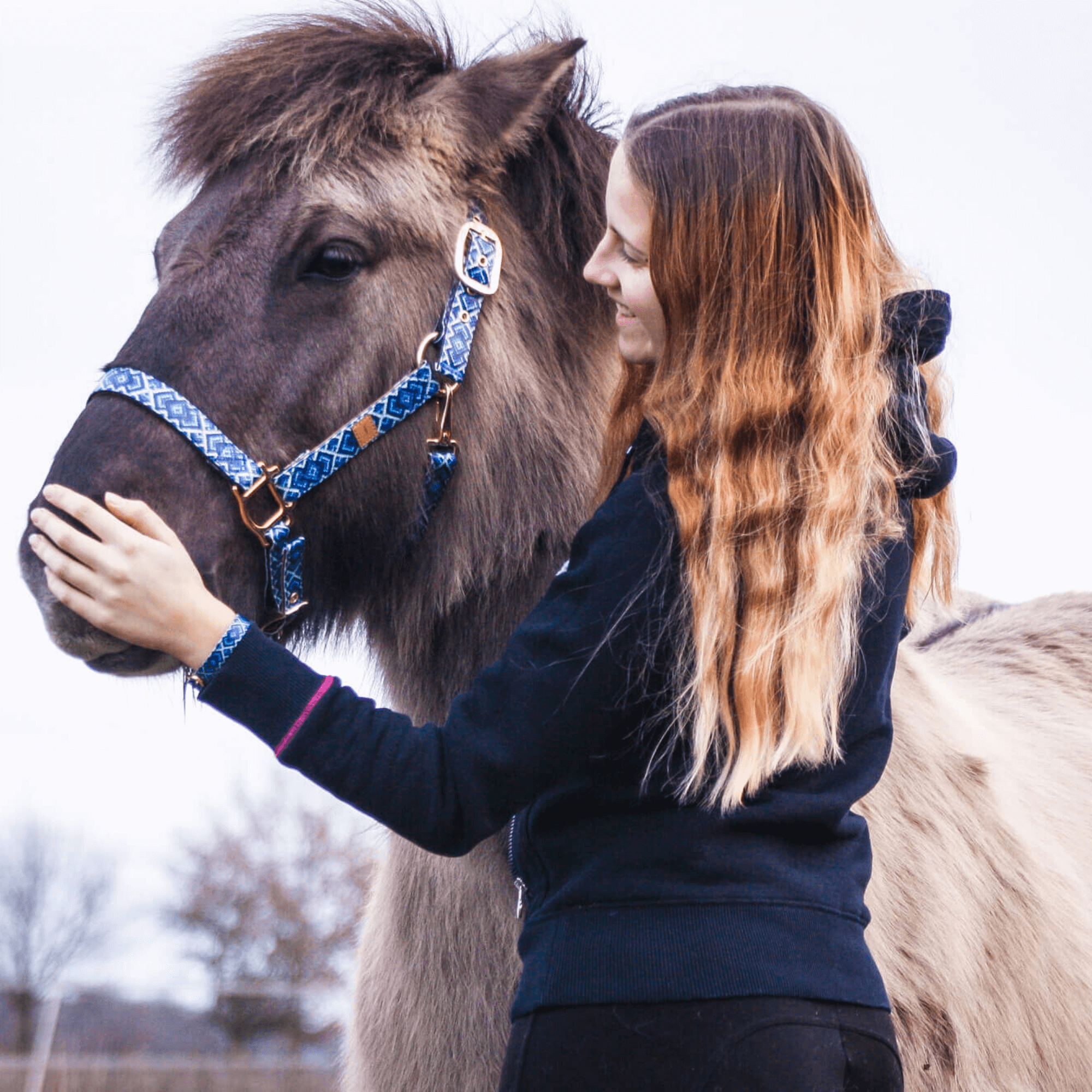 His Royal Stallion – FriendshipCollar