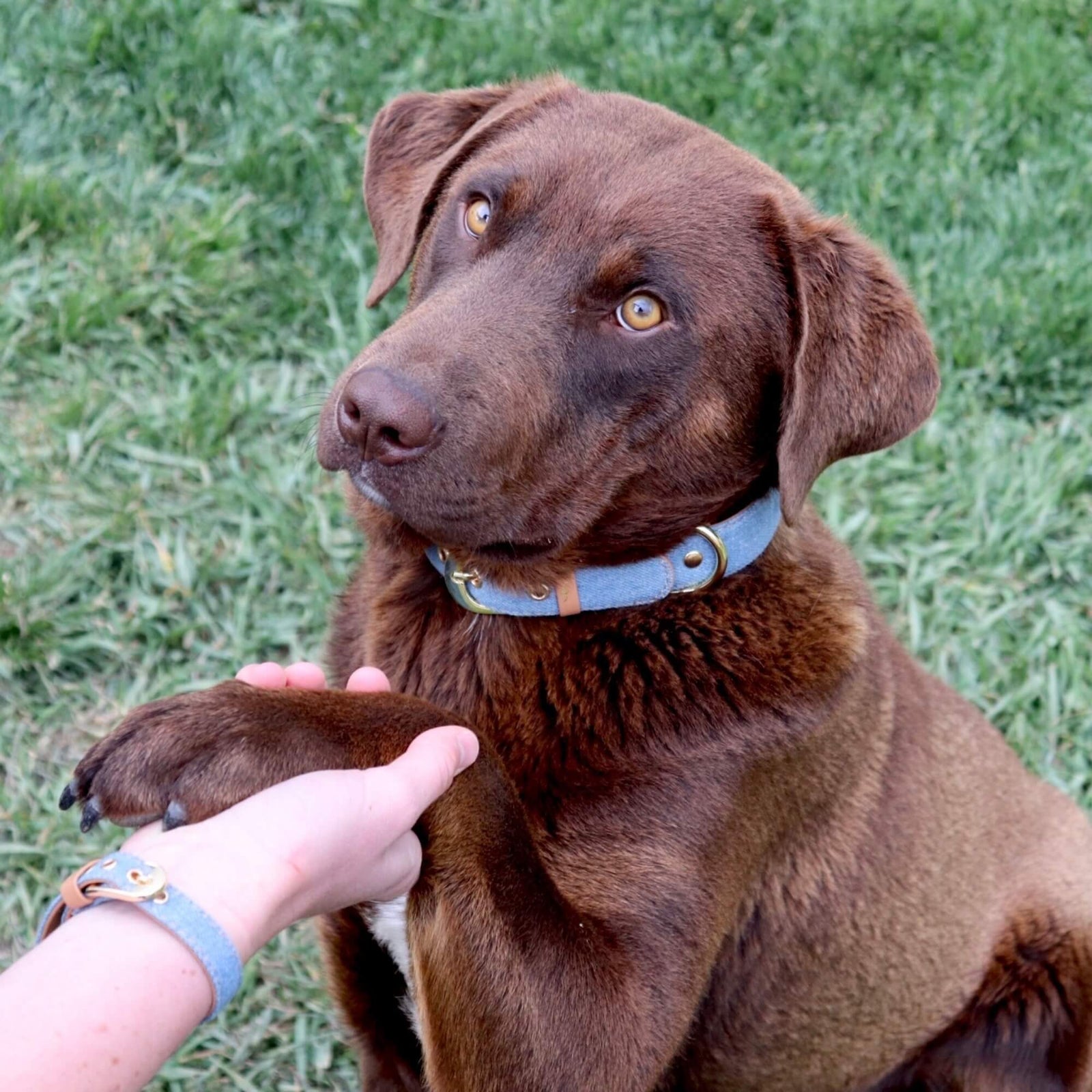 LightDenim_chocoandmoose_1600x