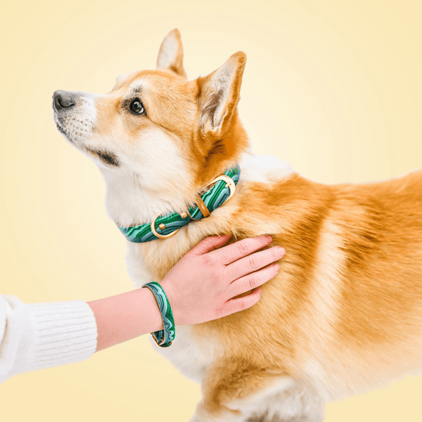 Matching Dog Accessories Dog Accessories Friendship Collar USA