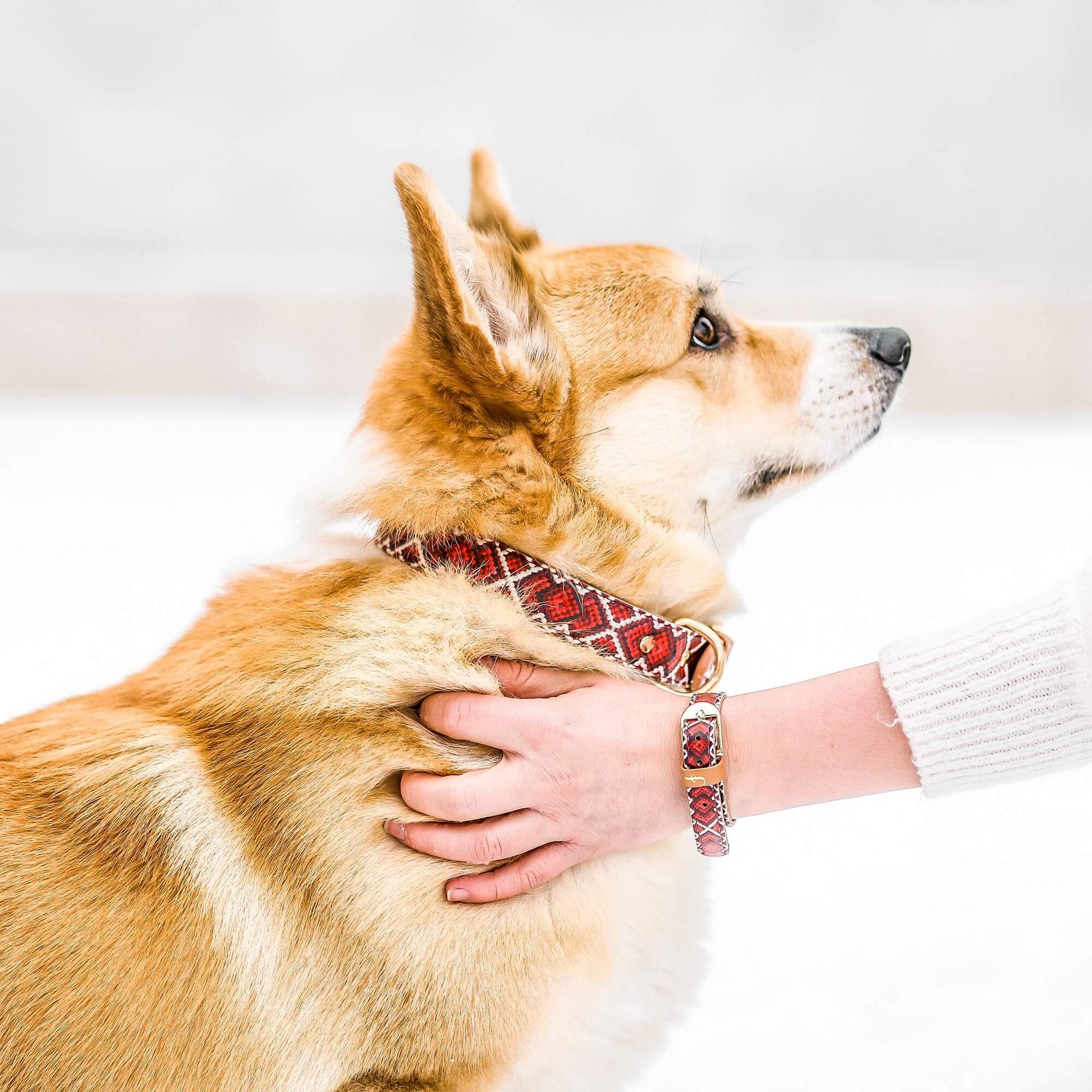 Man s Best Friend FriendshipCollar