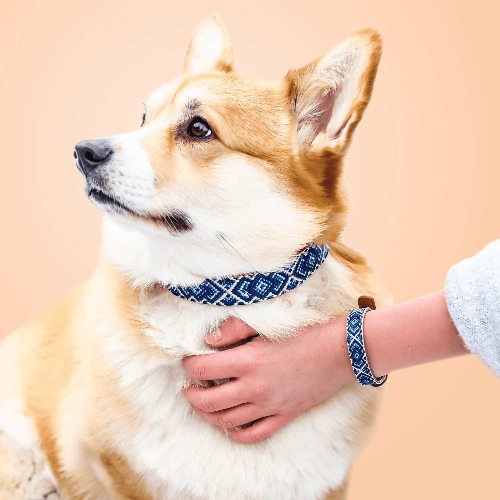 Chewy friendship collar best sale