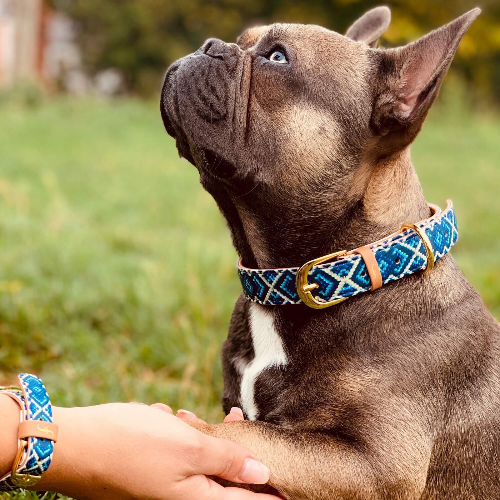 Chewy friendship collar hotsell