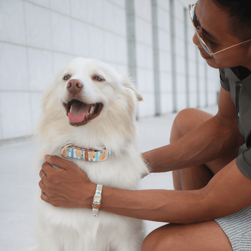 Friendship collar best sale canada