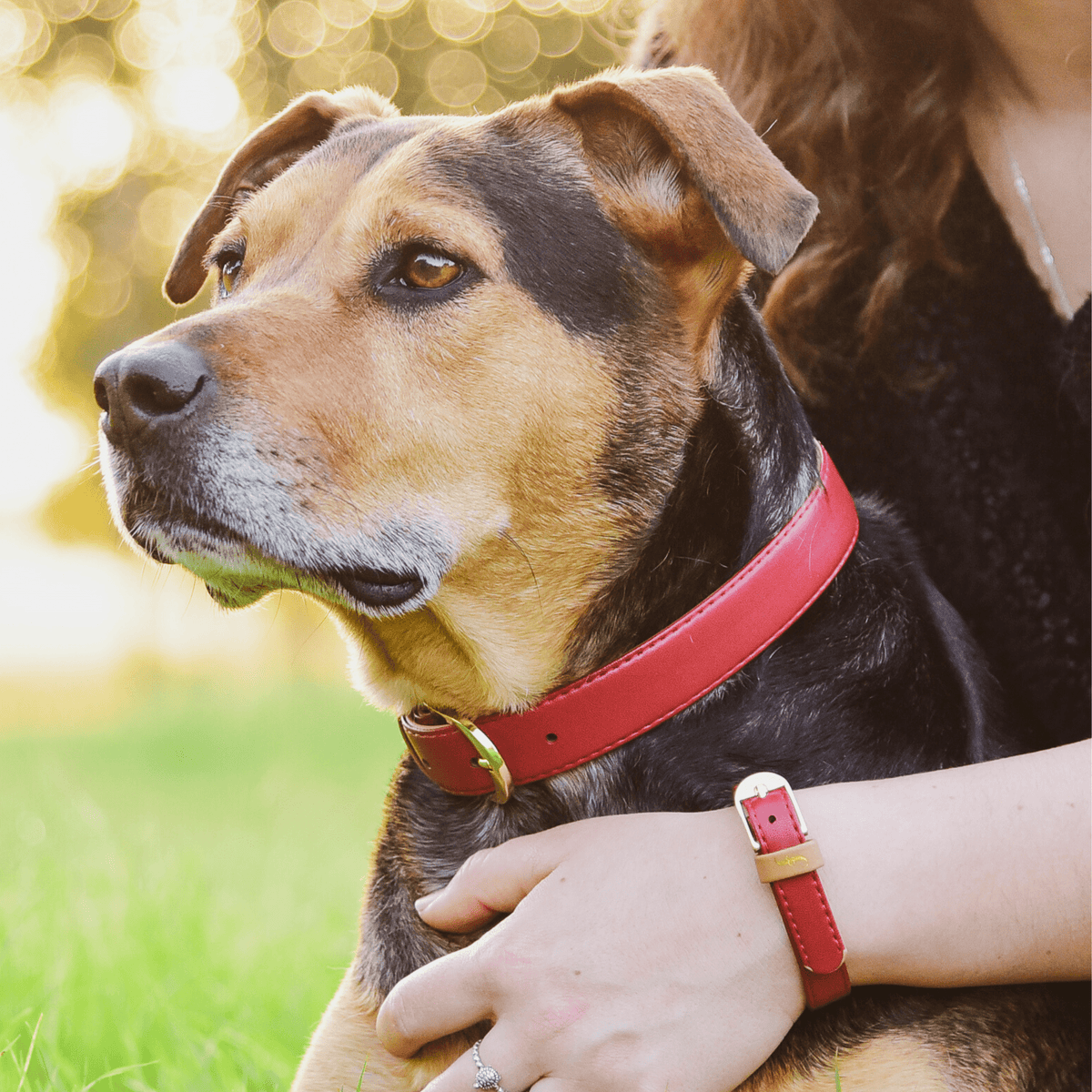 Dog collar and human bracelet hotsell