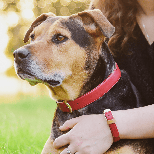 Dog and top human matching bracelets