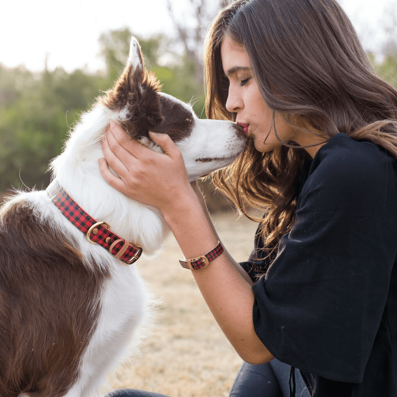 Hipster 2024 dog collar